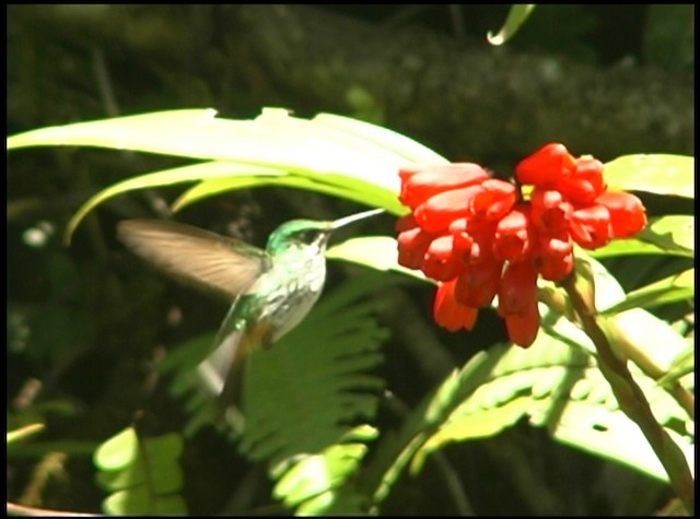 Colibrí de Raquetas Peruano - ML488680