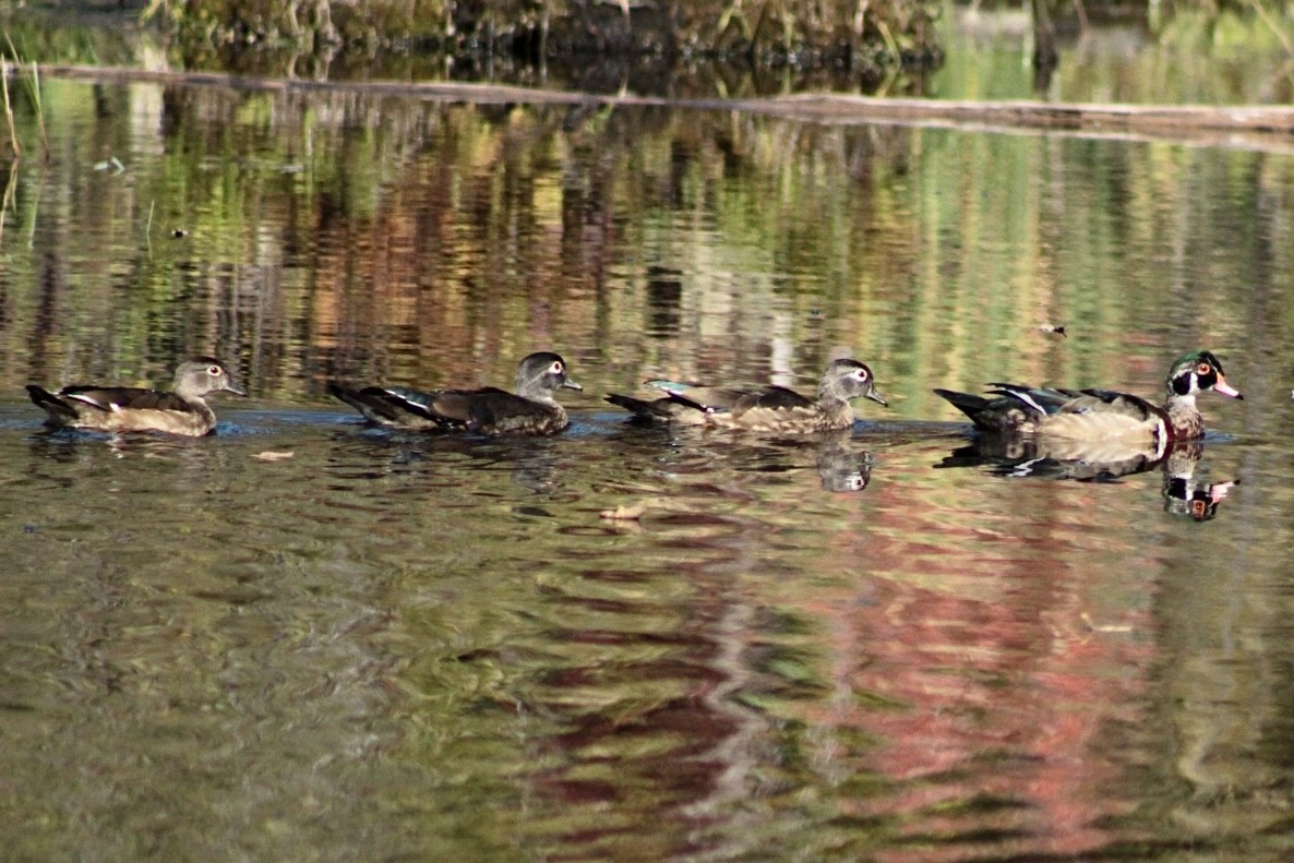 Wood Duck - Katel Roddier