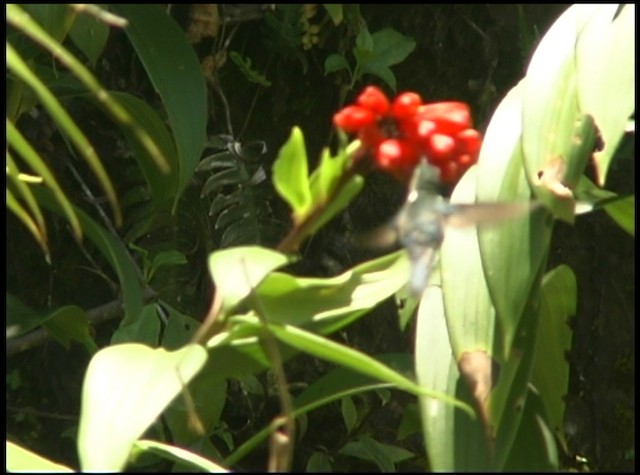kolibřík ekvádorský - ML488681