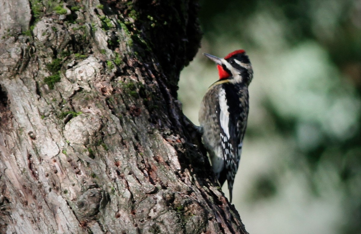 Yellow-bellied Sapsucker - ML48868171