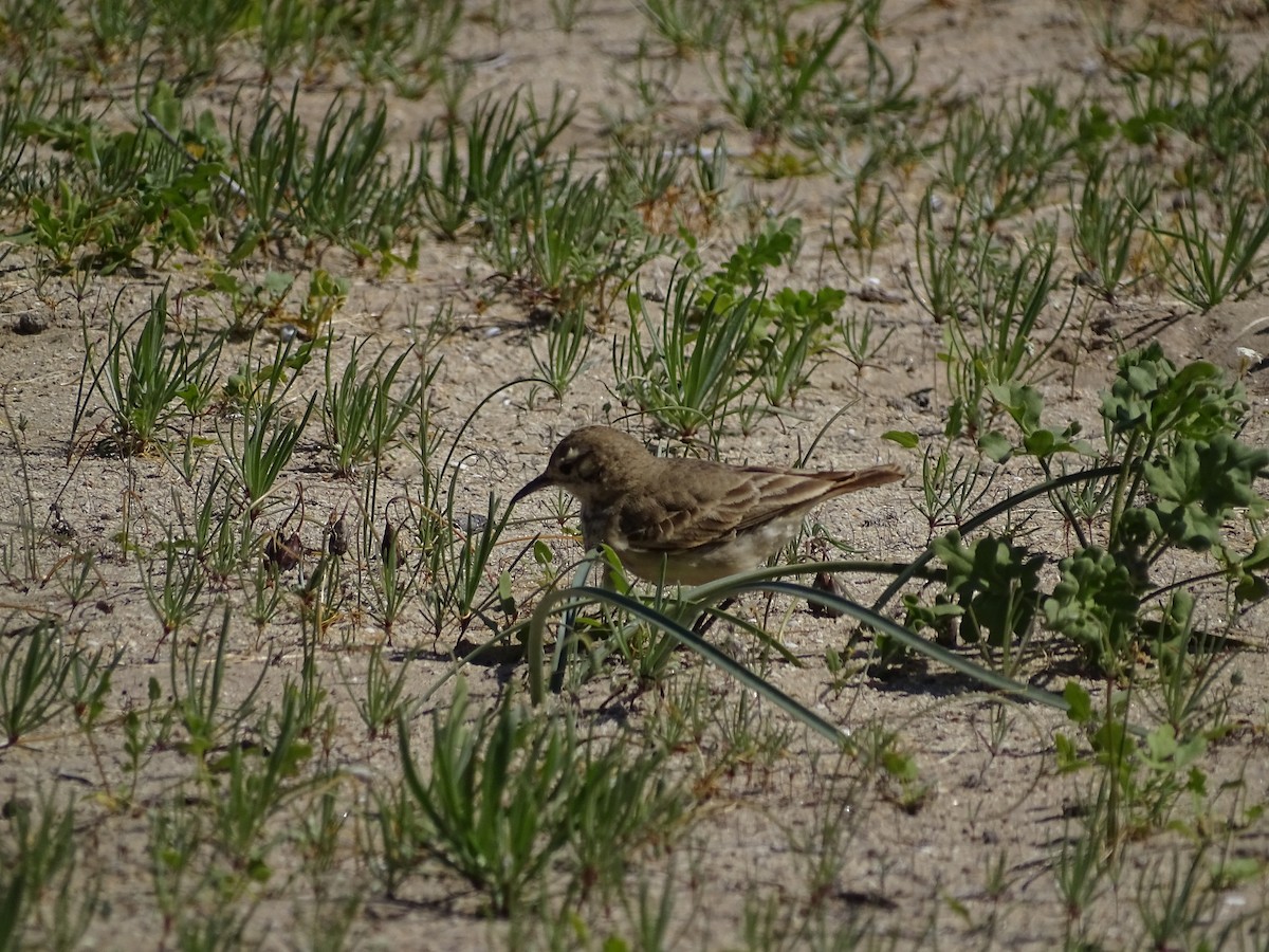 patagoniatunnelfugl - ML488682851