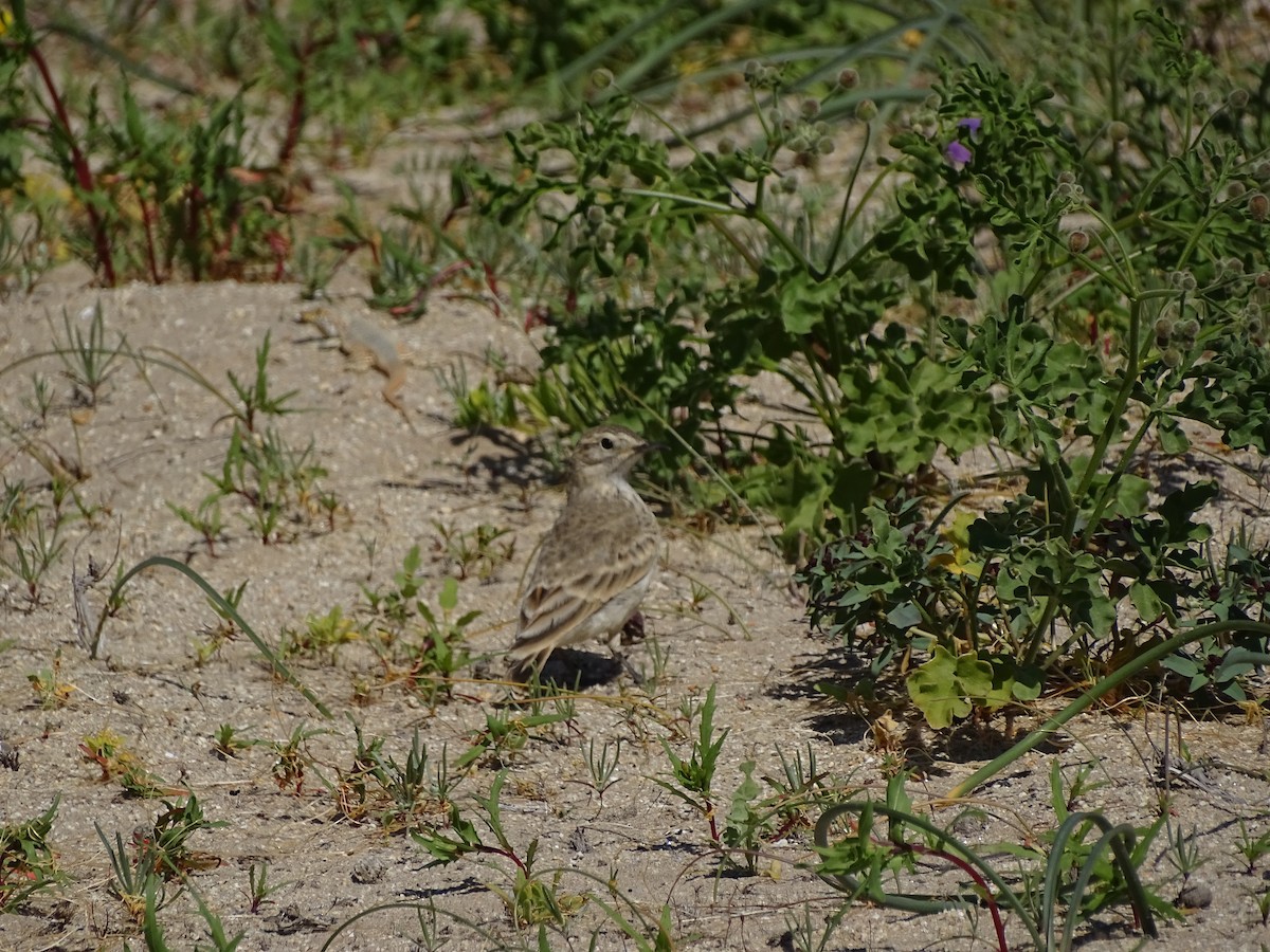 patagoniatunnelfugl - ML488682861