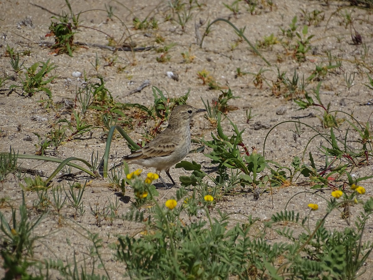 patagoniatunnelfugl - ML488682911