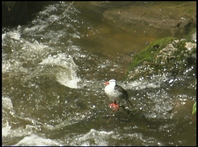 Torrent Duck - ML488683