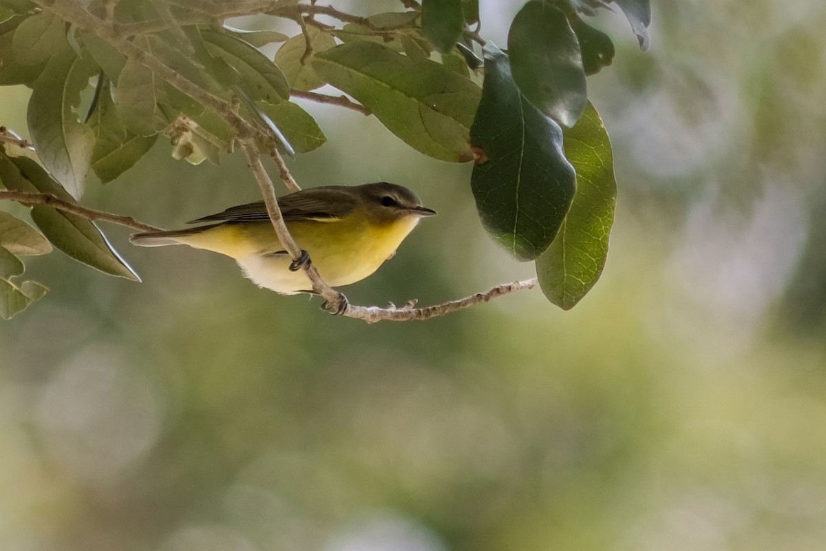 Philadelphia Vireo - ML488683341
