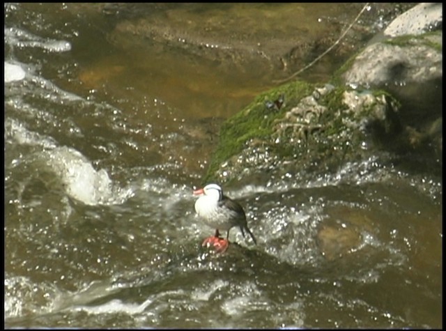 Torrent Duck - ML488684