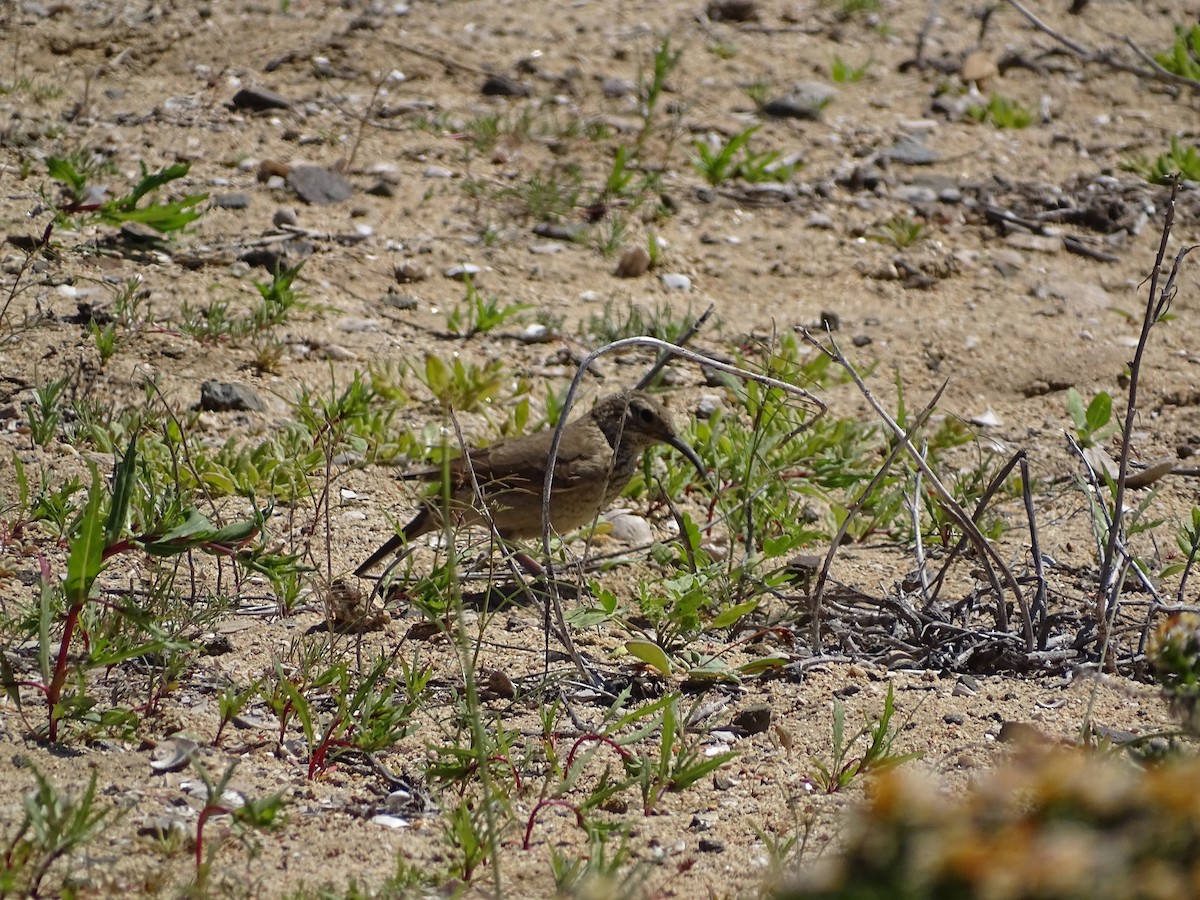 Scale-throated Earthcreeper - ML488684301