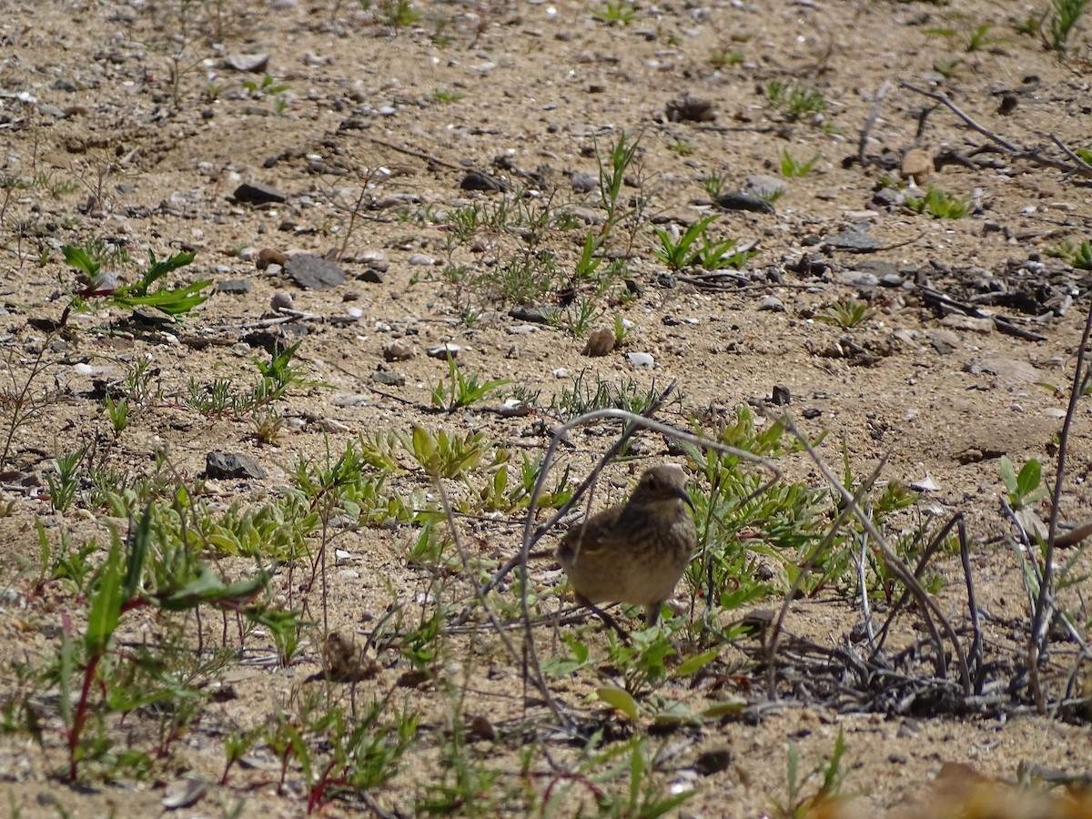 Scale-throated Earthcreeper - ML488684341