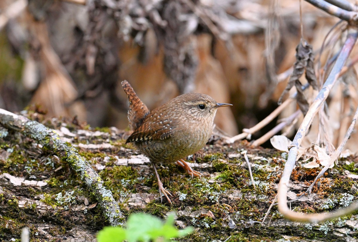 Winter Wren - ML488684711