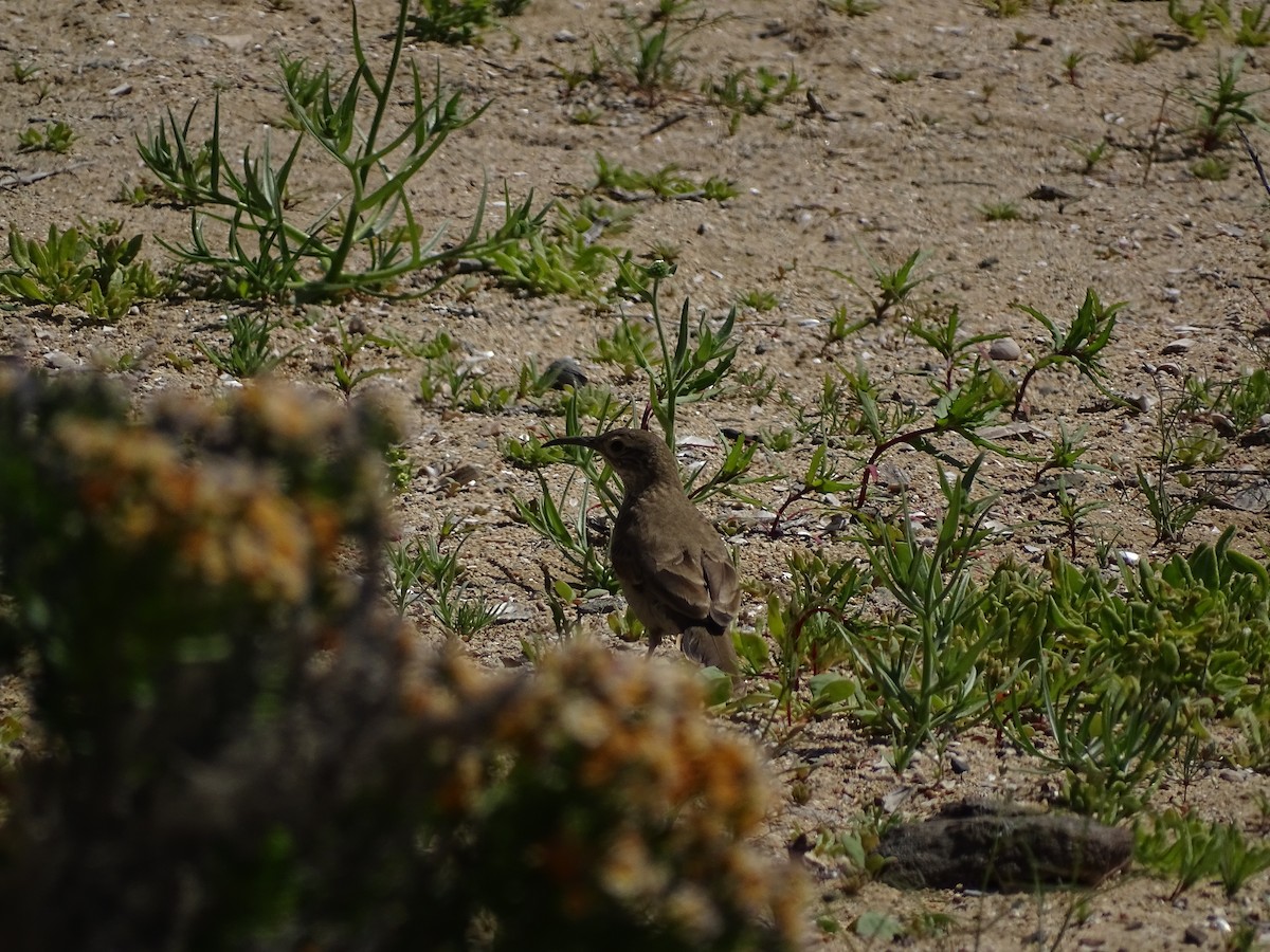 Scale-throated Earthcreeper - ML488684751