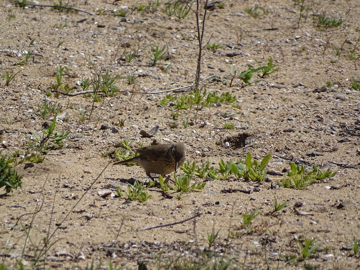 Scale-throated Earthcreeper - ML488684761