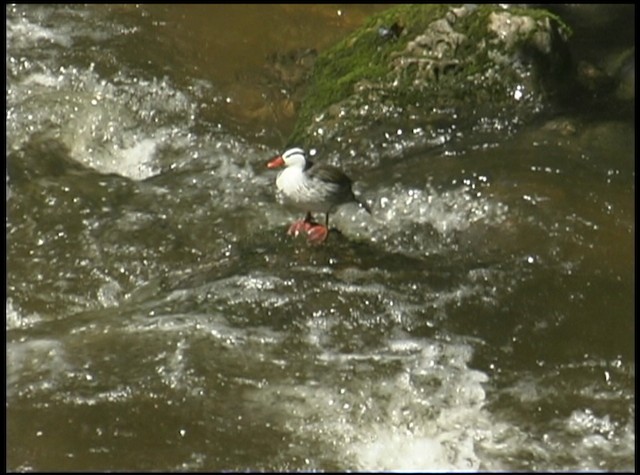 Torrent Duck - ML488685