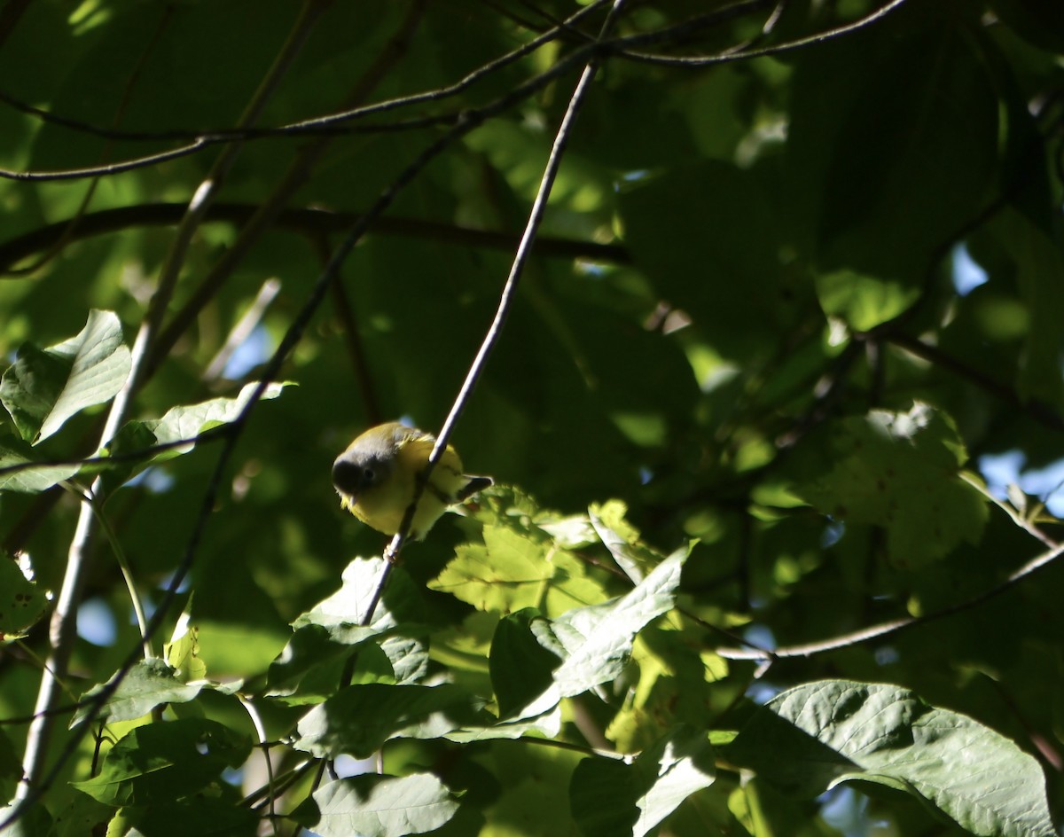 Magnolia Warbler - Robert Mottershead