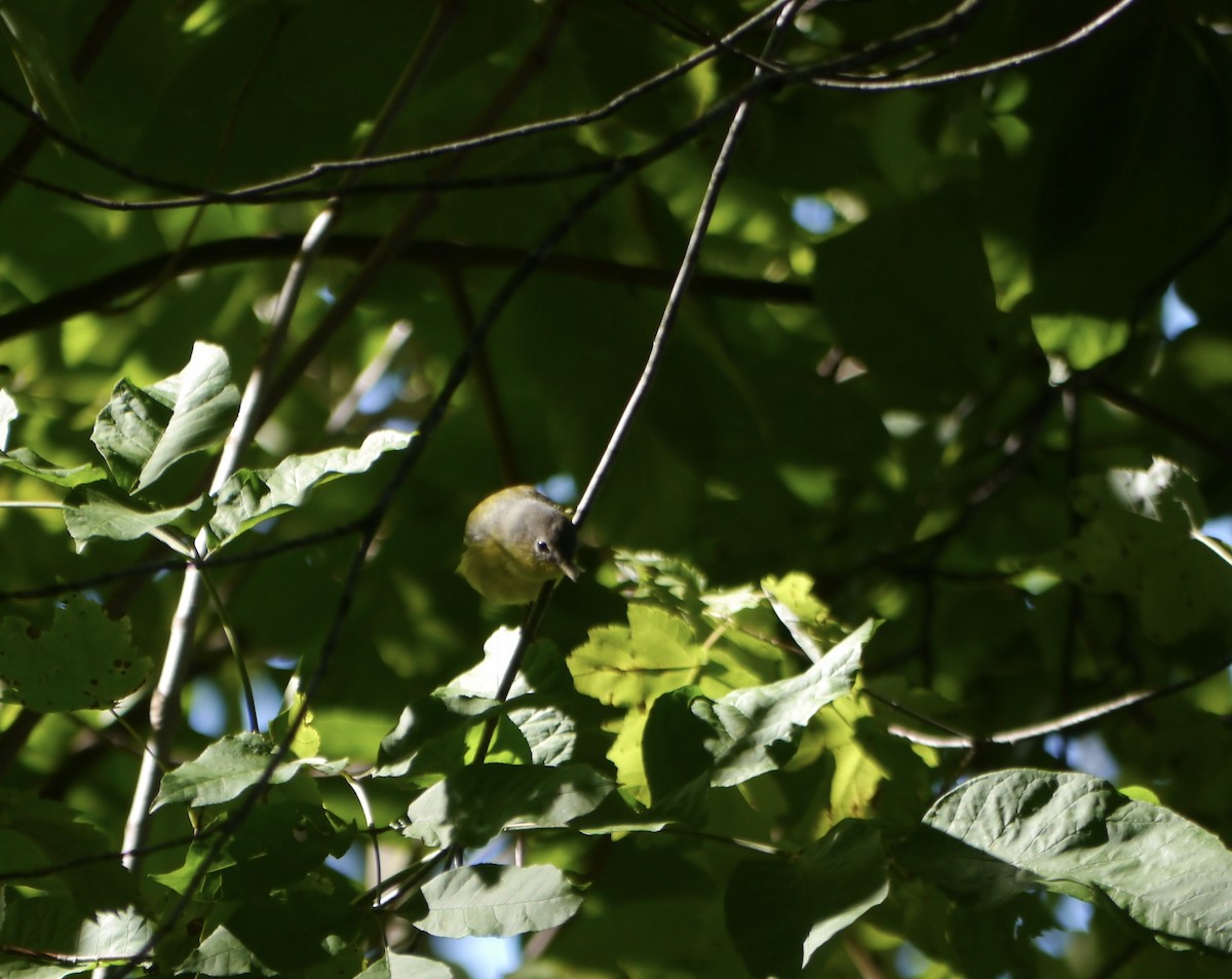 Paruline à tête cendrée - ML488685251