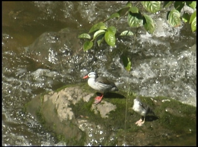 Torrent Duck - ML488686