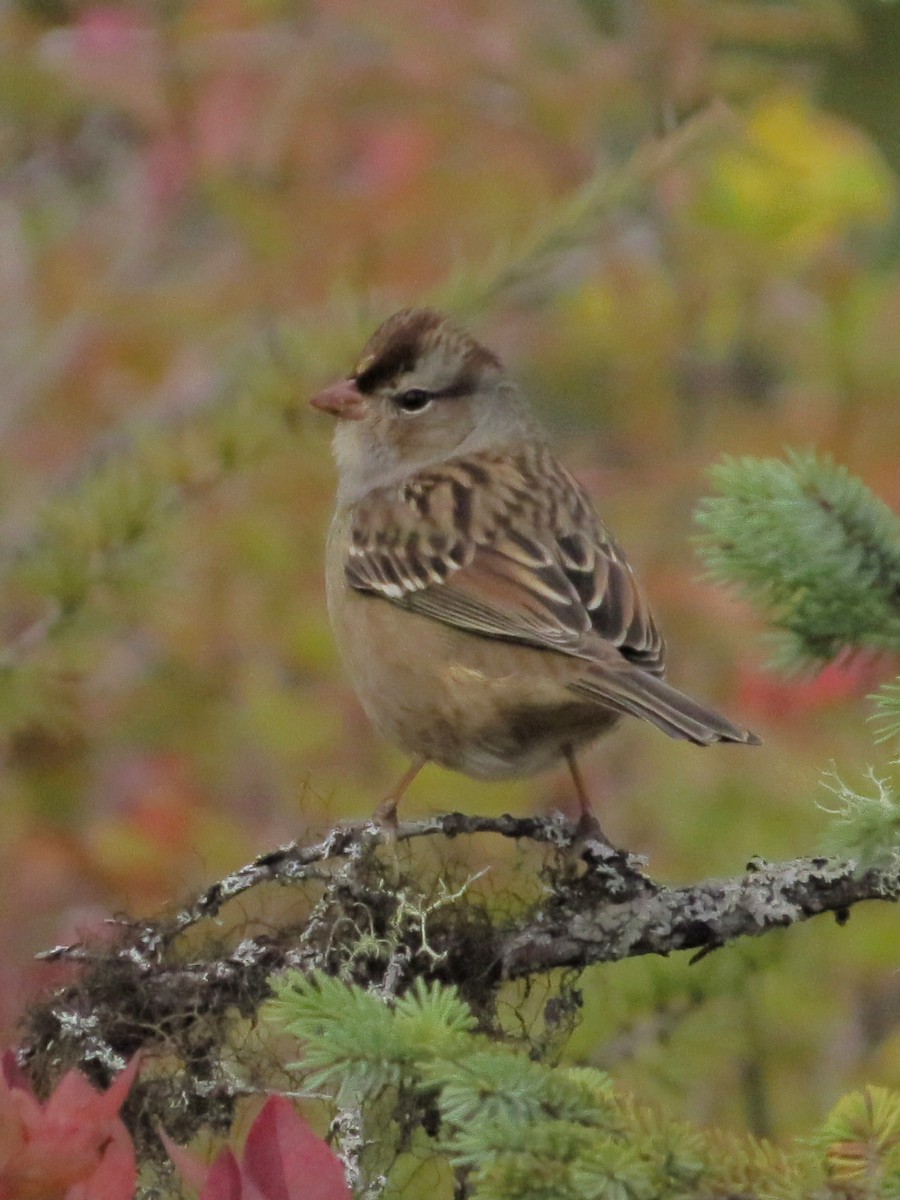 White-crowned Sparrow - ML488686201