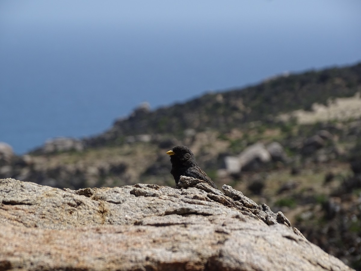 Mourning Sierra Finch - ML488686241