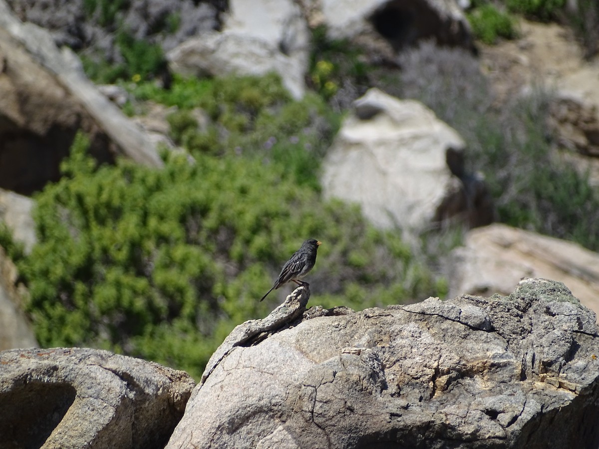 Mourning Sierra Finch - ML488686261