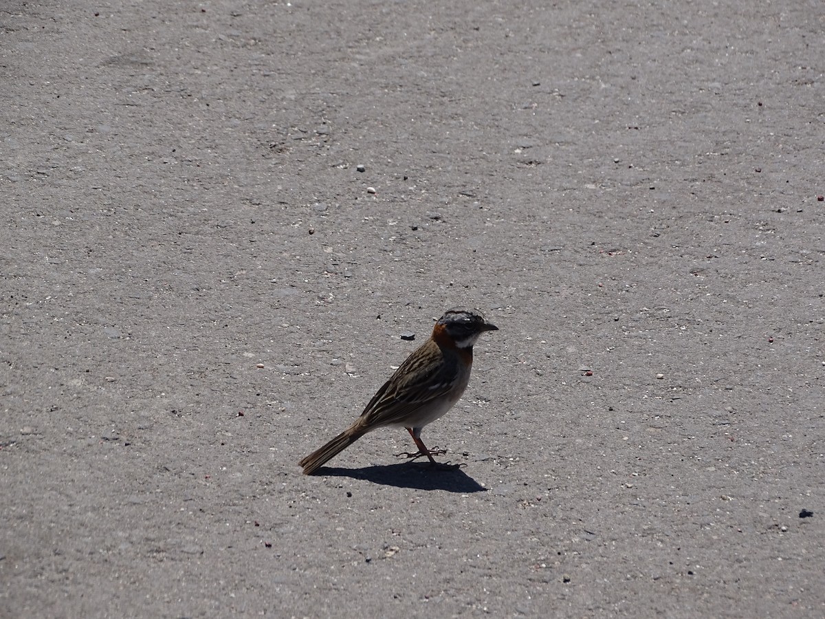 Rufous-collared Sparrow - Nicole Arcaya-Orrego