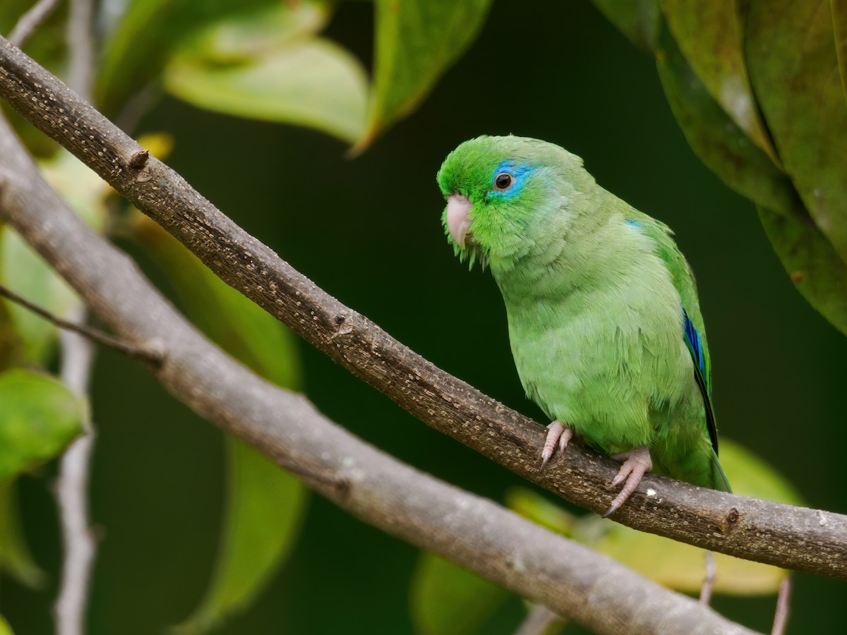 Spectacled Parrotlet - Nick Athanas