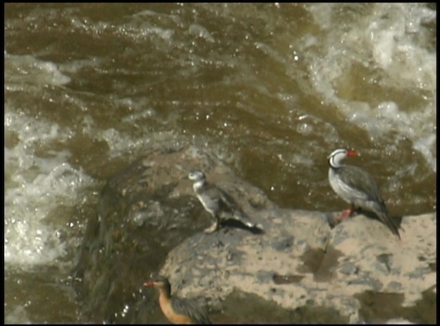 Torrent Duck - ML488687