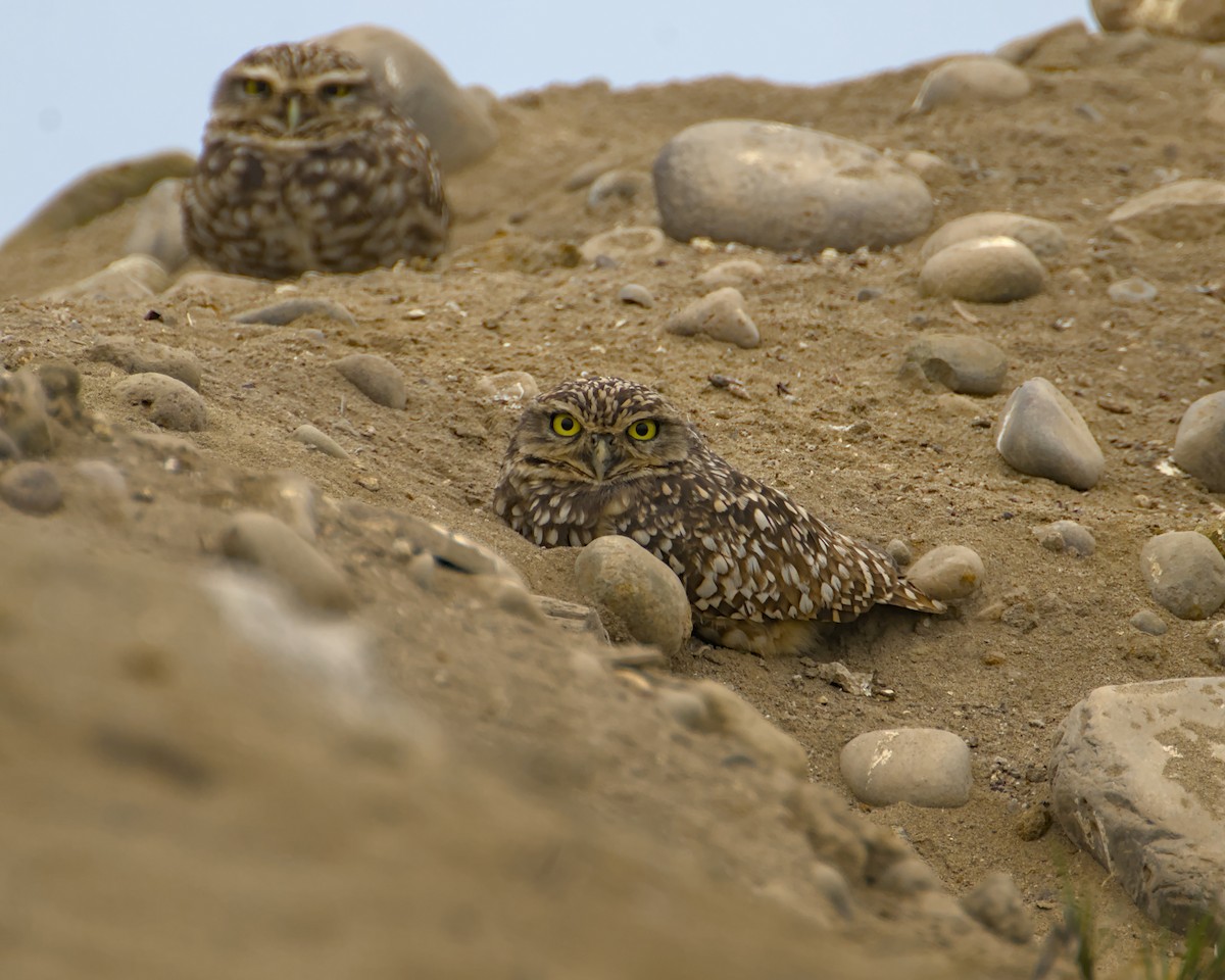 Burrowing Owl - ML488687411