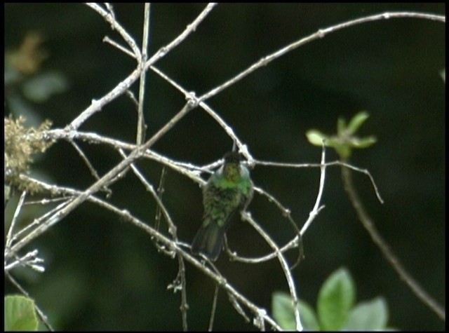 kolibřík fialovočelý - ML488688