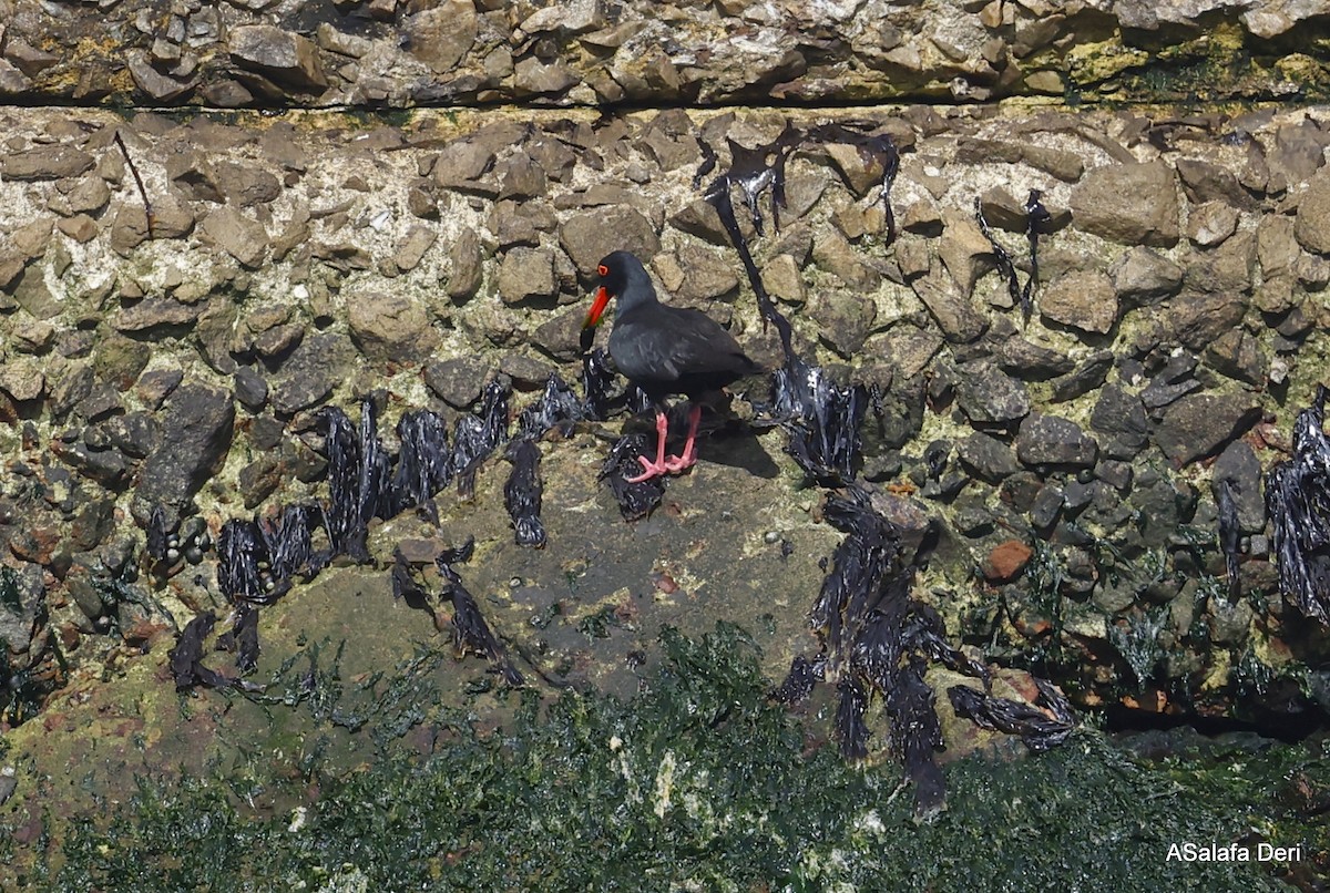 African Oystercatcher - ML488688271