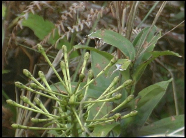 Violet-fronted Brilliant - ML488689