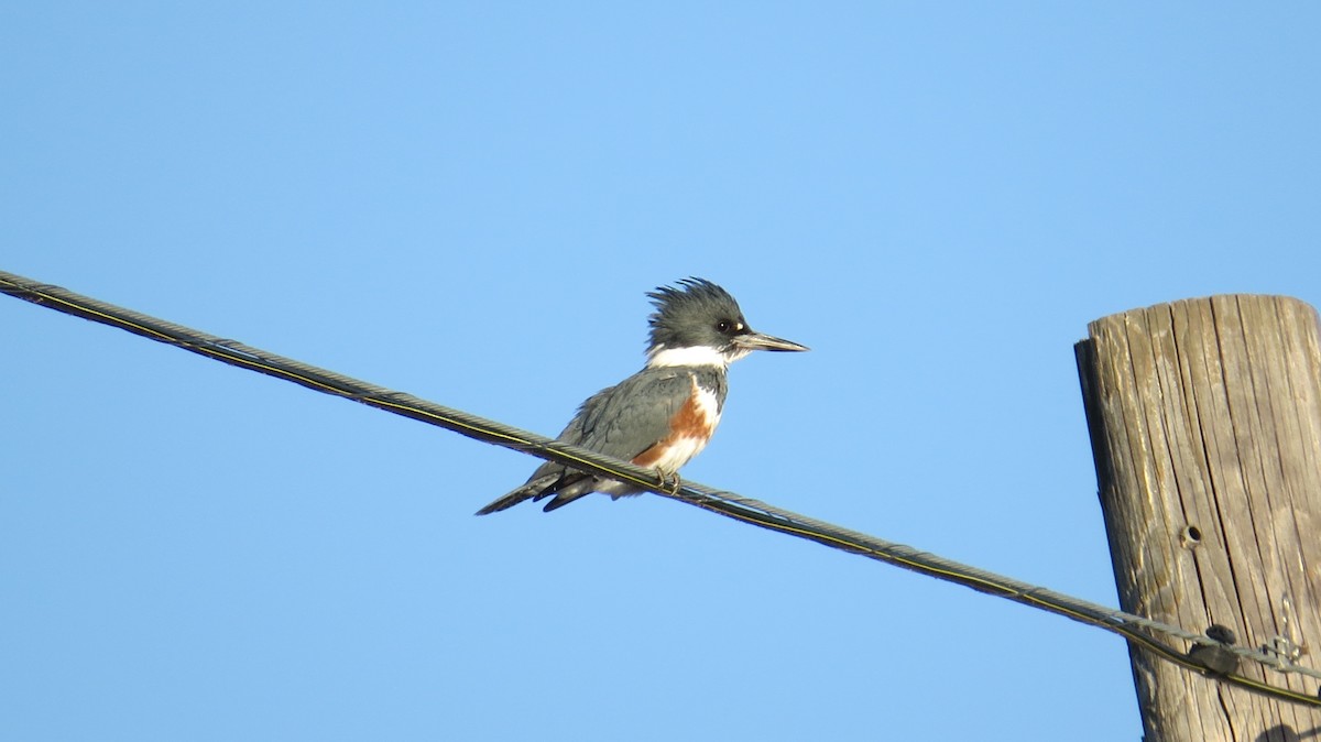 Belted Kingfisher - ML488689581