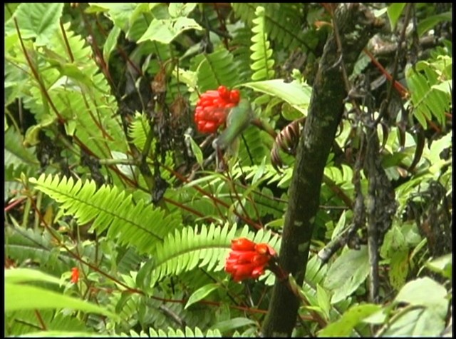 Colibrí de Raquetas Peruano - ML488690