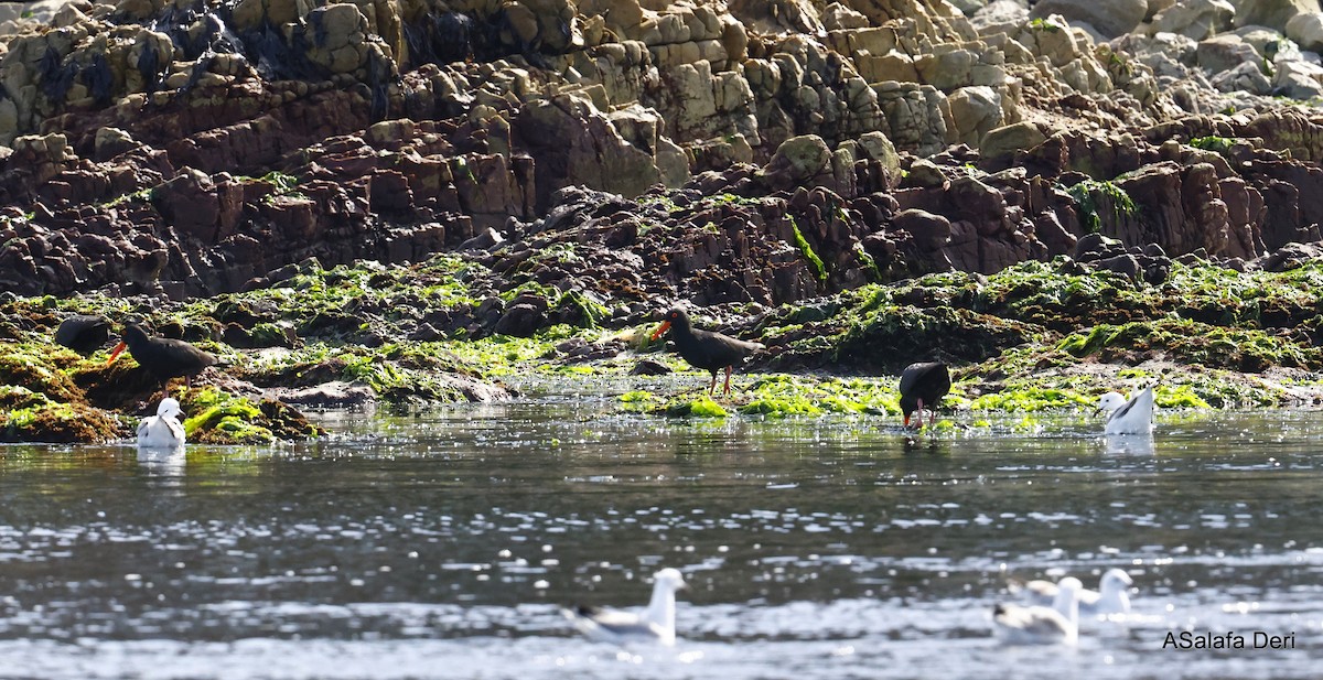 African Oystercatcher - ML488690251