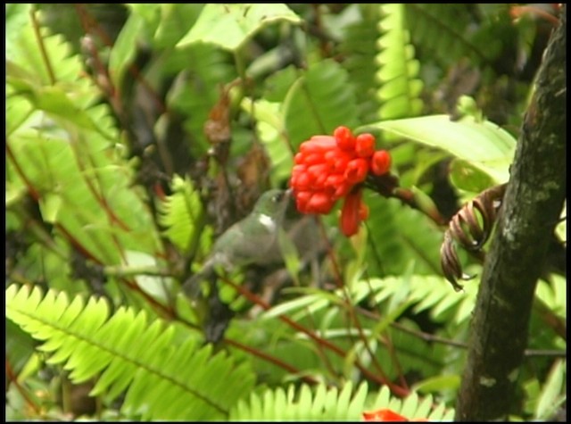 kolibřík ekvádorský - ML488691