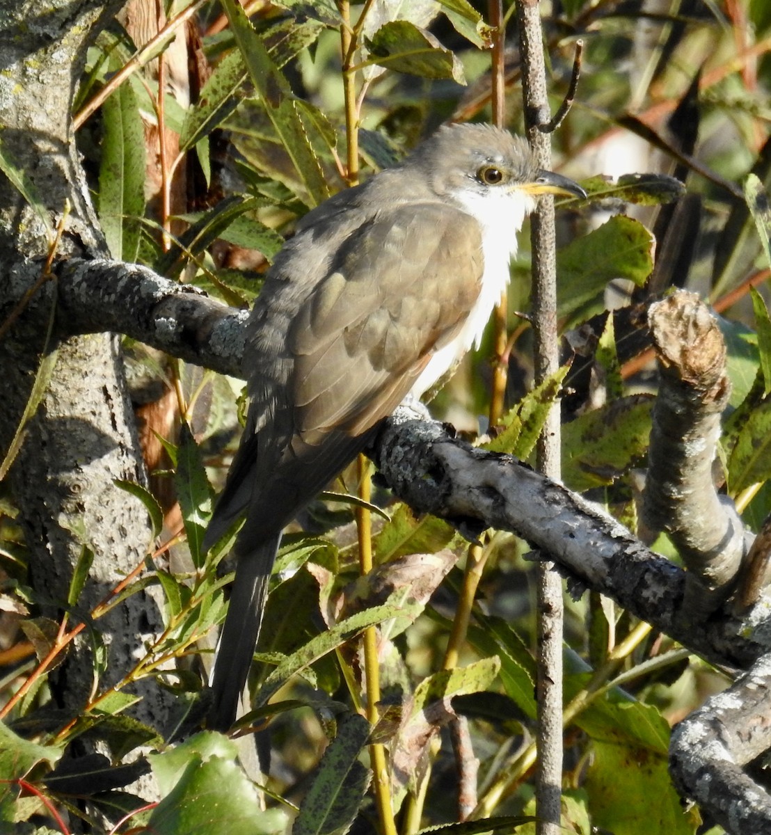 Yellow-billed Cuckoo - Lynette Thonne