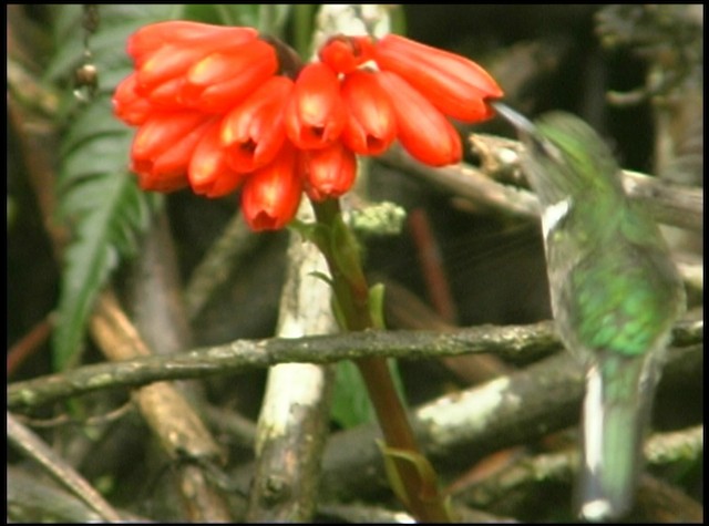 kolibřík ekvádorský - ML488692