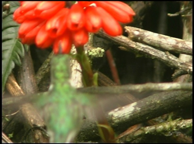 kolibřík ekvádorský - ML488693