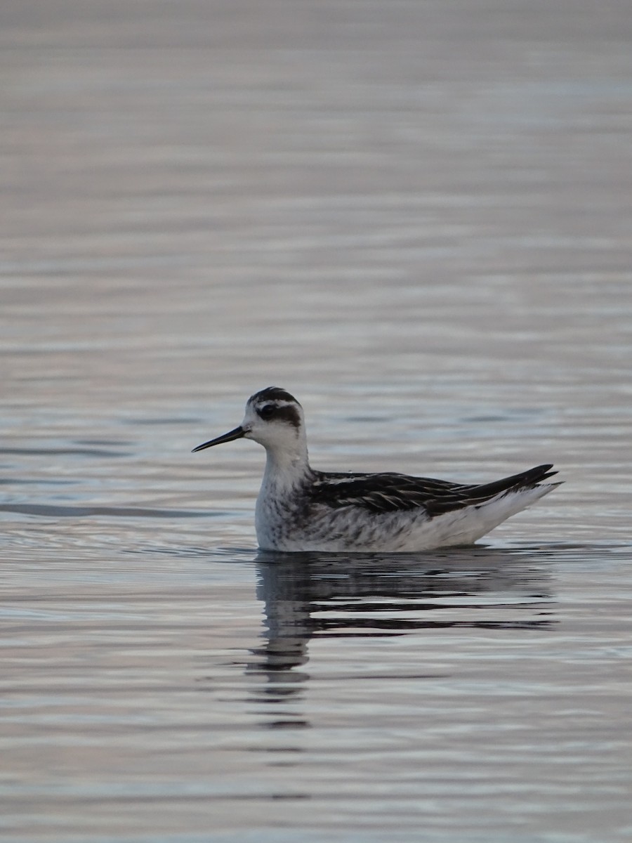 Red-necked Phalarope - ML488693191