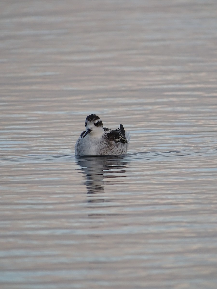 Red-necked Phalarope - ML488693201
