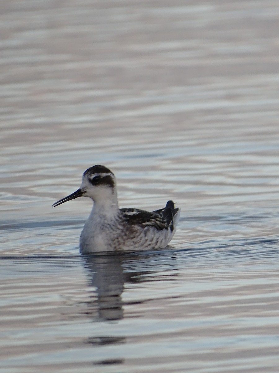 Red-necked Phalarope - ML488693211