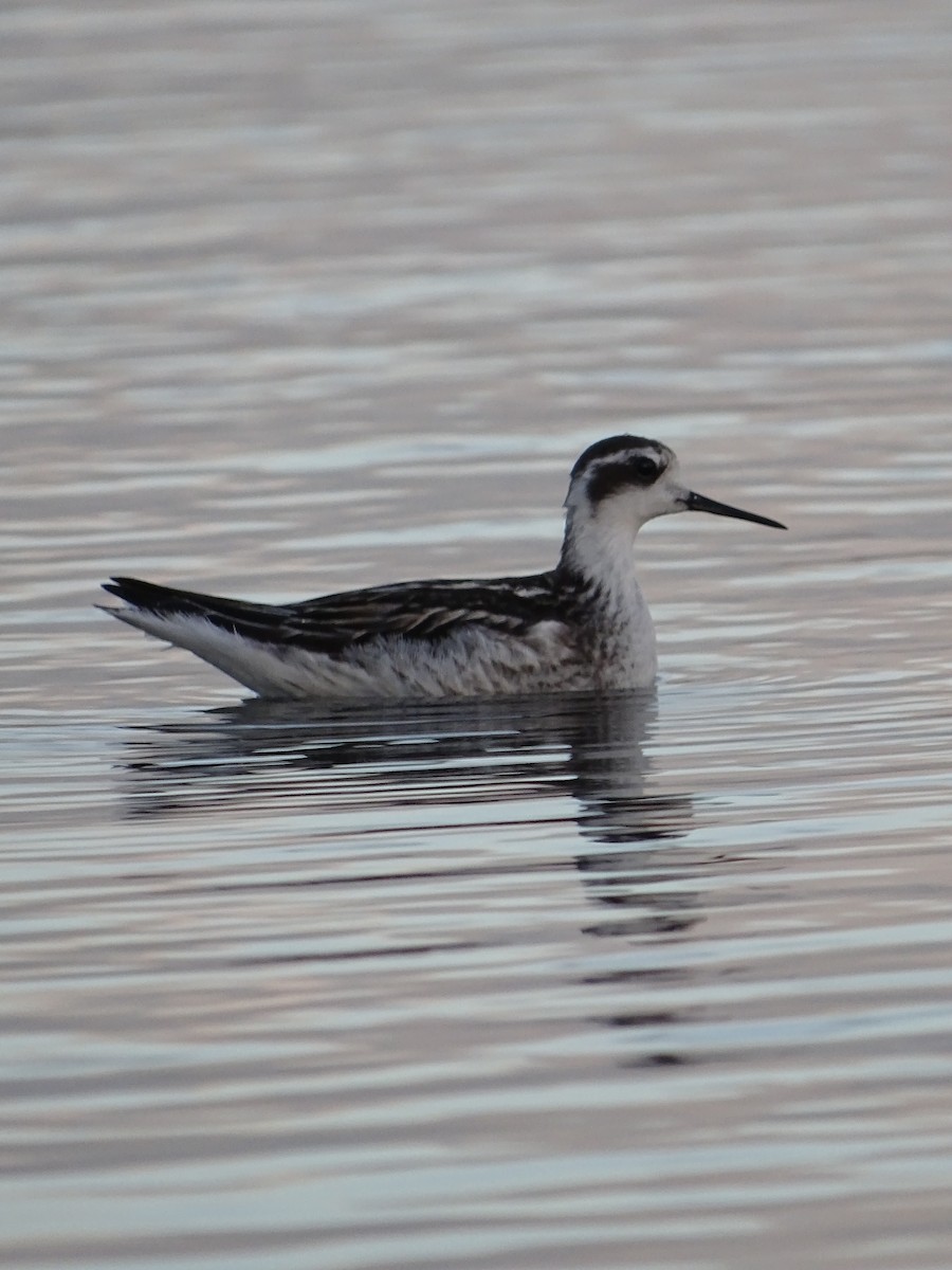 Red-necked Phalarope - ML488693221