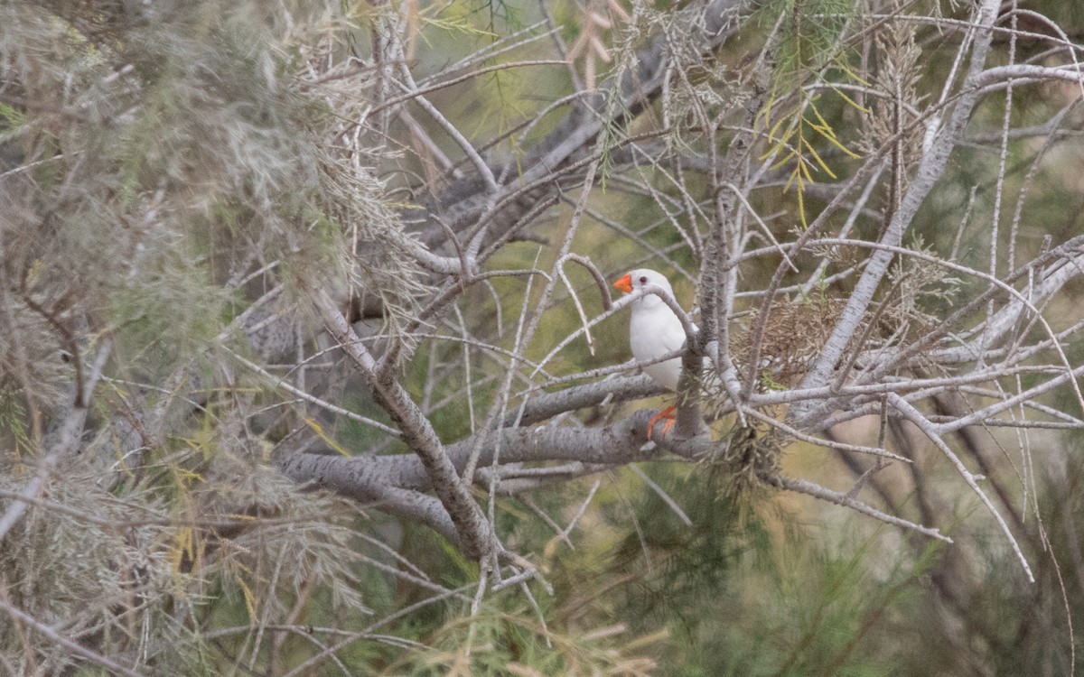 Zebra Finch - Odysseas Froilán Papageorgiou