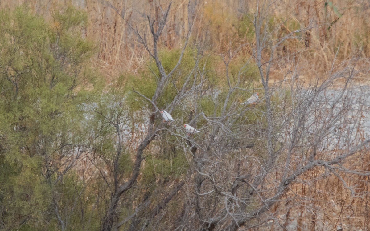 Zebra Finch - ML488693311