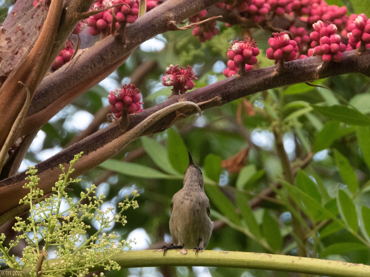 Palestine Sunbird - ML488694751