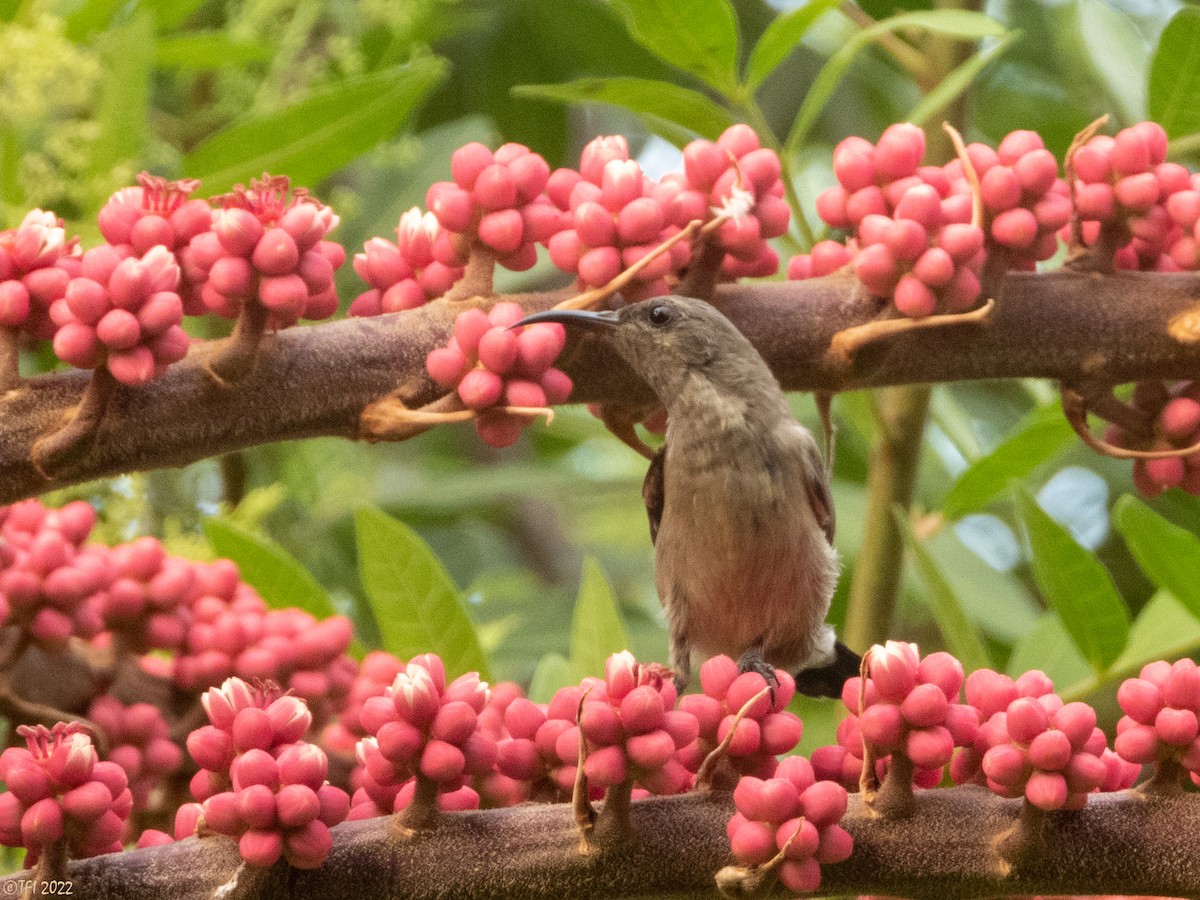 Palestine Sunbird - ML488694941