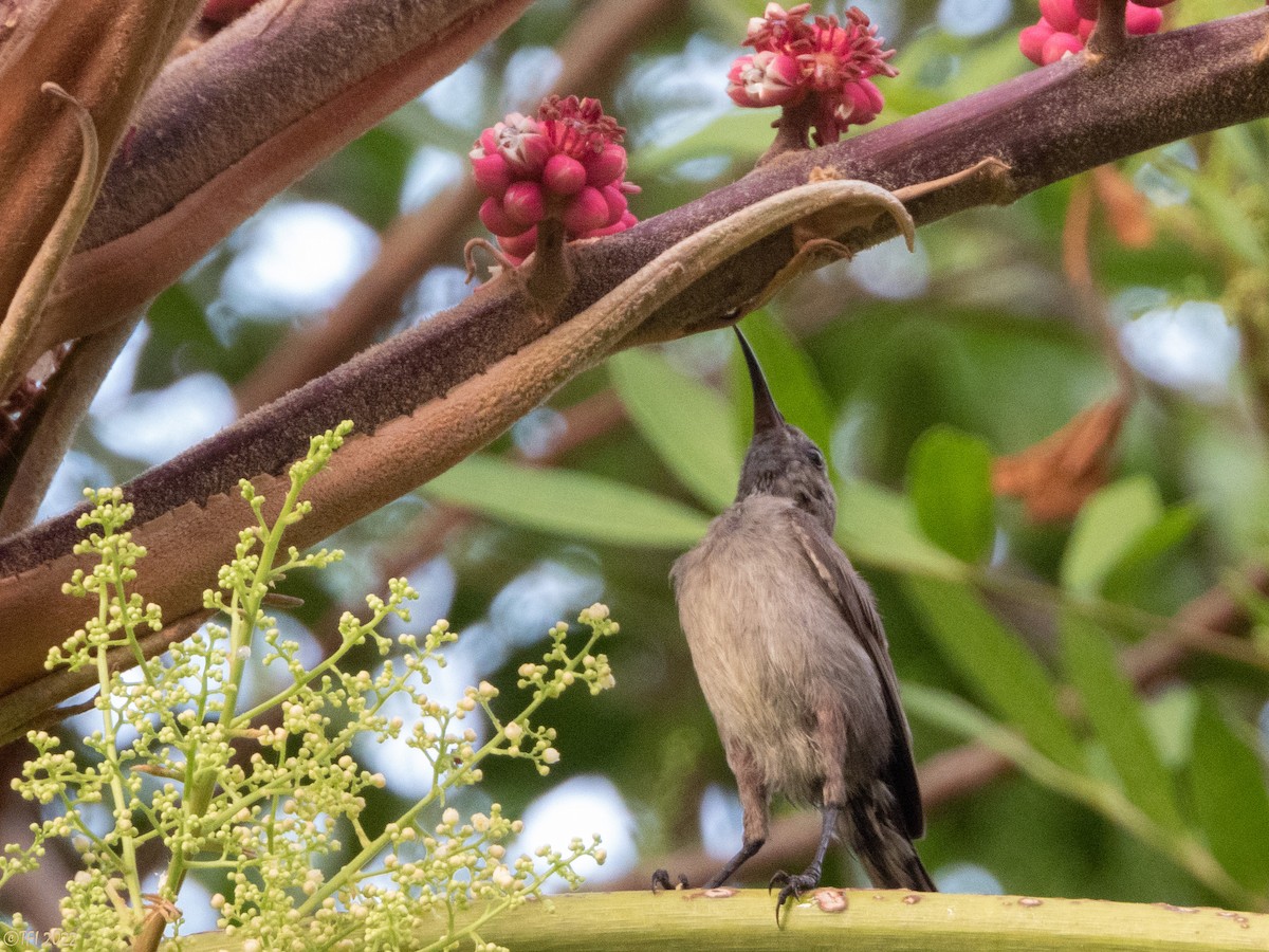 Palestine Sunbird - ML488694981