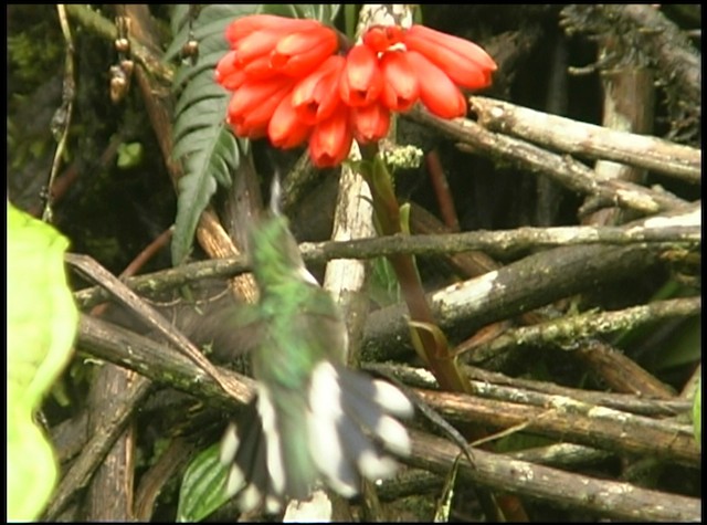 kolibřík ekvádorský - ML488695