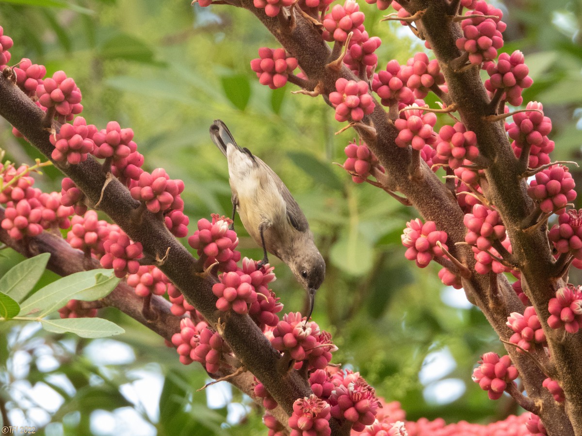 Palestine Sunbird - ML488695111