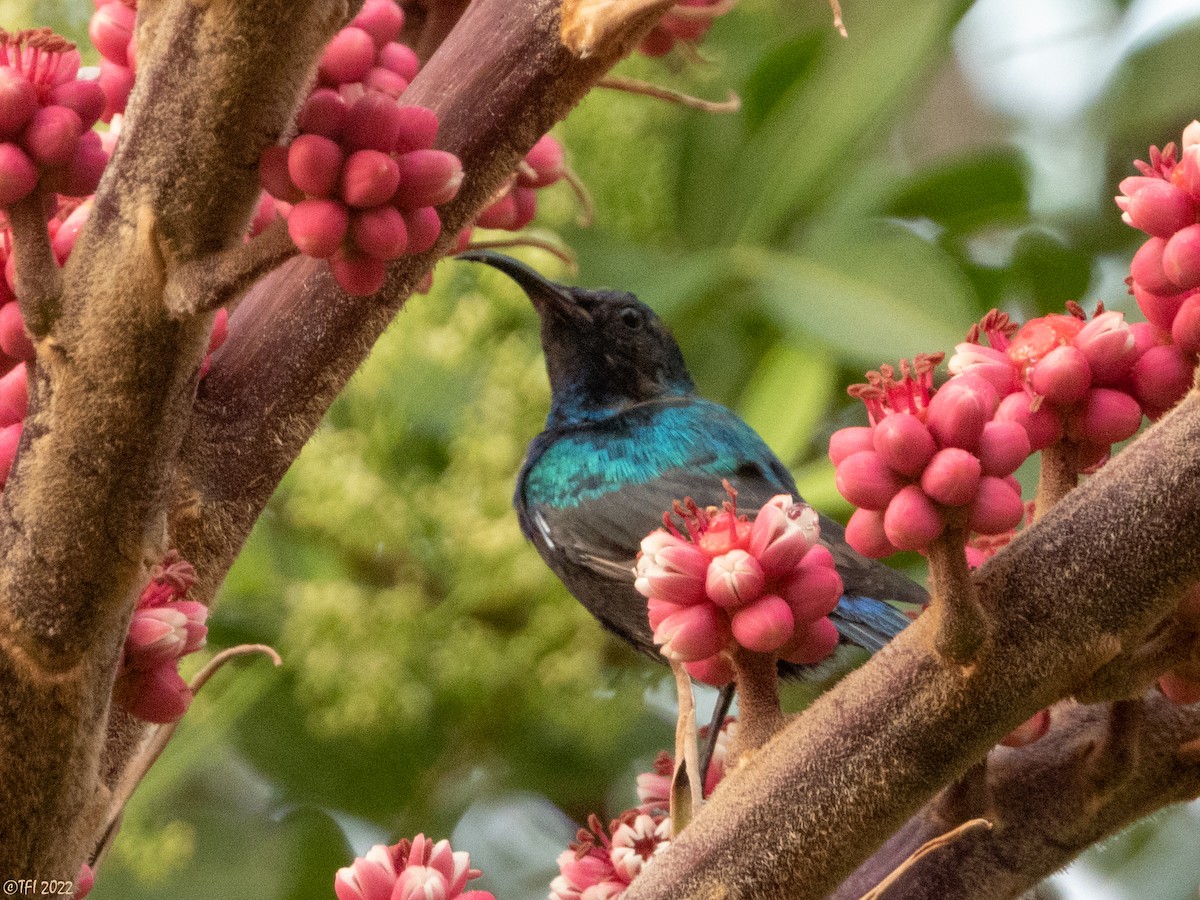 Palestine Sunbird - ML488695441