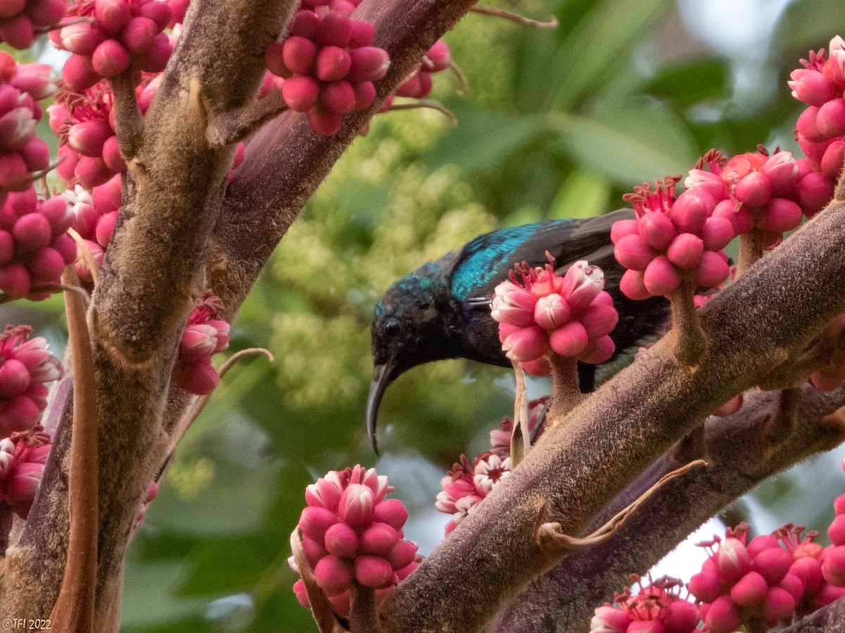 Palestine Sunbird - ML488695491