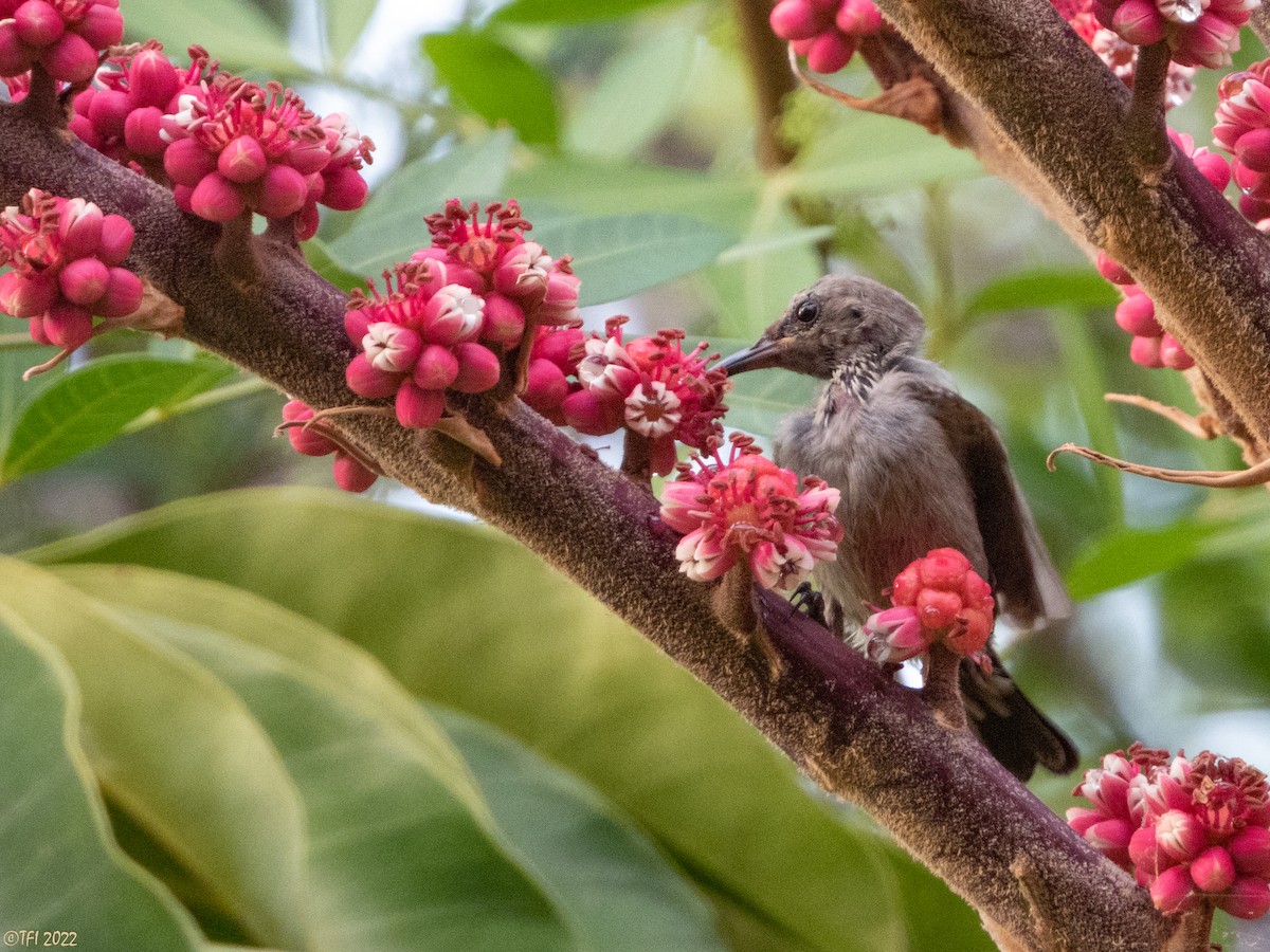 Palestine Sunbird - ML488695591